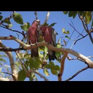 Rosakakadus